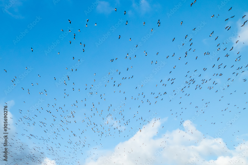 A big flock of barnacle gooses is flying on a blue sky background. Birds are preparing to migrate south. A big flock of barnacle gooses is flying on a blue sky background. Birds are preparing to migrate south.