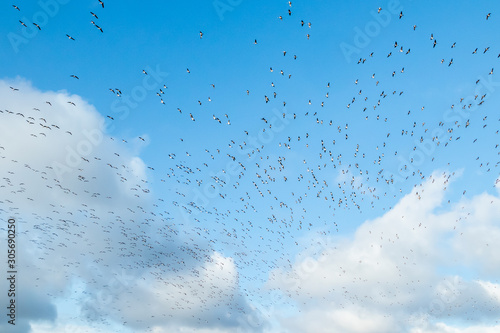 A big flock of barnacle gooses is flying on a blue sky background. Birds are preparing to migrate south.