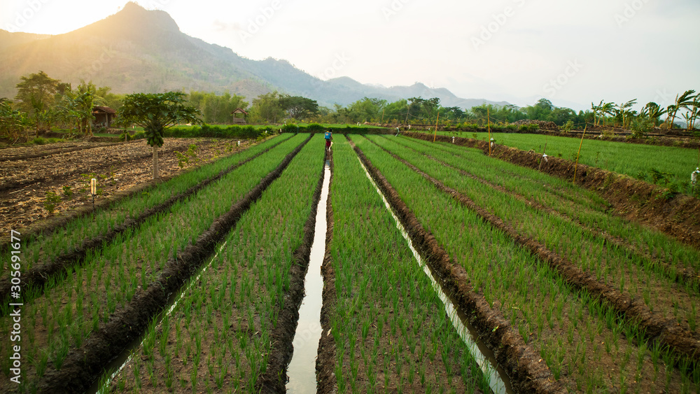 Onion plantations, one type of agriculture other than rice which has high business value as cooking ingredients