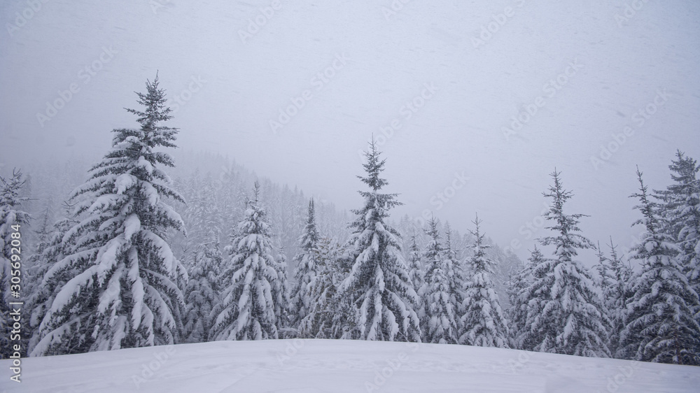Fototapeta premium Winterlandschaft mit verschneiten Bäumen