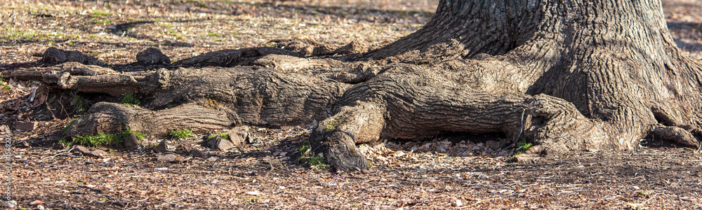 Big roots on a tree in the park