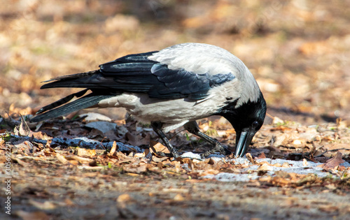 A raven walks on the ground in the park