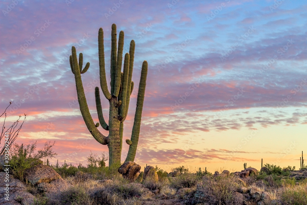 Big Cactus with Vibrant Sunset Clouds & Skies I