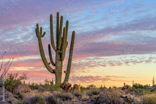 Big Cactus with Vibrant Sunset Clouds & Skies I © Ray Redstone