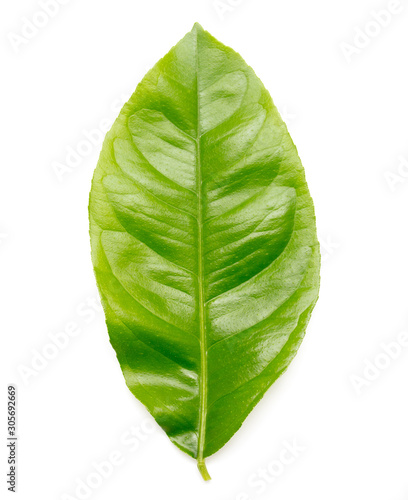 Green leaf with lemon tree is isolated on a white background