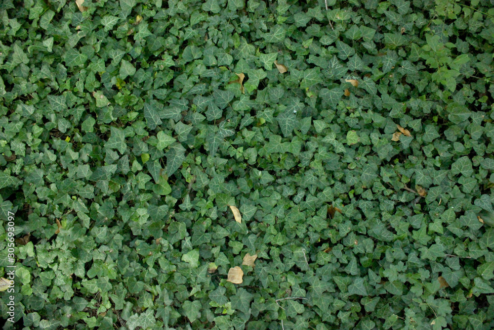 Green ivy leaves abstract background horizontal image Green ivy leaves abstract background horizontal image