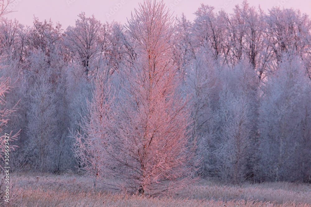 Bare branches of a tree in the snow at dawn in winter Bare branches of a tree in the snow at dawn in winter