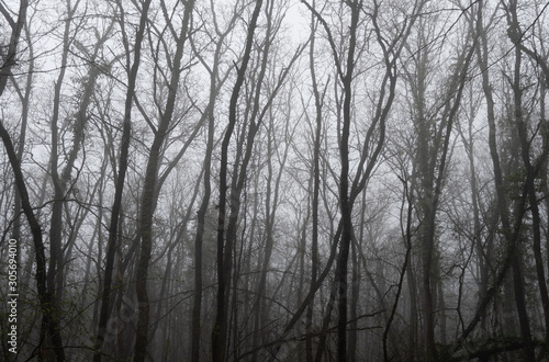 Fog in the spring forest after rain © Victor Lauer