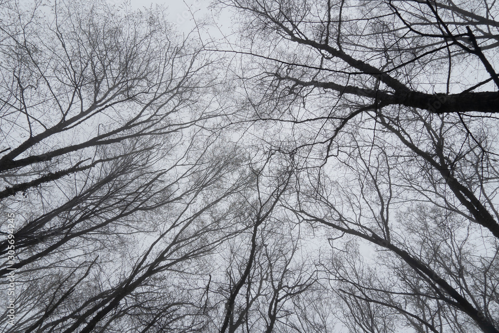 Mysterious forest in the fog. Trunks and tree branches in the spring in the mountains Mysterious forest in the fog. Trunks and tree branches in the spring in the mountains