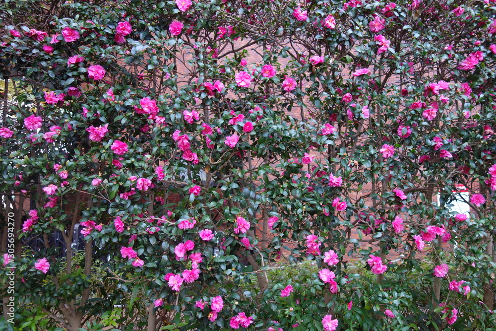 雨に濡れたピンクの山茶花の花