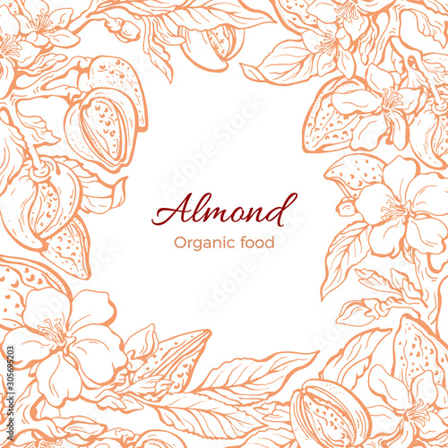 Almond. Vector frame. Realistic sketch