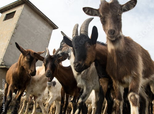 Фотография Flock of funny face goats