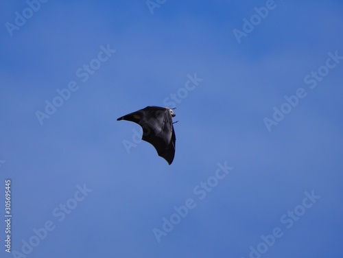 Greater Mascarene flying fox in blue sky photo