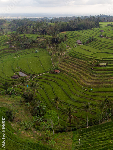 Indonesia  november 2019  Aerial view of Bali Rice Terraces Jatiluwih. The beautiful and dramatic rice fields in southeast Bali have been designated the prestigious UNESCO world heritage site.