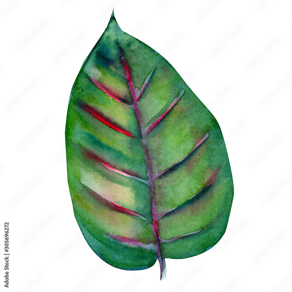 Naklejka premium green tropical leaf on isolated white background, watercolor illustration, hand drawing