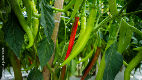 Chili cultivation, one of agriculture with good business value. Looks fertile with maximum care