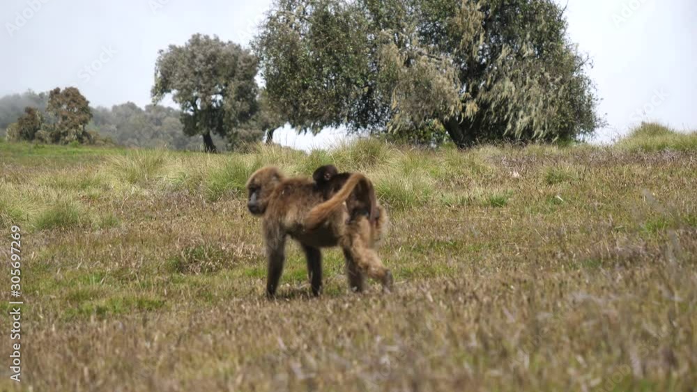 Tracking shot of Gelada Baboon carrying her young through the highlands in the Semien Mountains Tracking shot of Gelada Baboon carrying her young through the highlands in the Semien Mountains