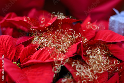 Festive decoration, Christmas star, red Poinsettia flowers decorated for winter holidays photo