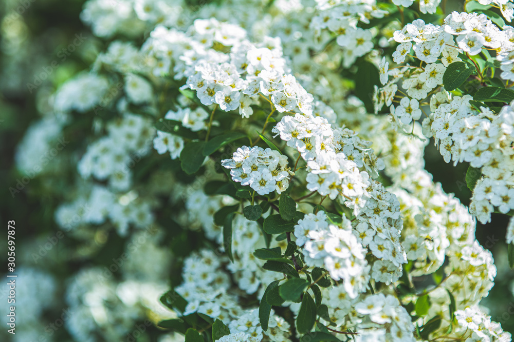Clusters of small white flowers and buds of spiraea (Spiraea thunbergii), Grefsheim variety on bush close-up in selective focus Clusters of small white flowers and buds of spiraea (Spiraea thunbergii), Grefsheim variety on bush close-up in selective focus