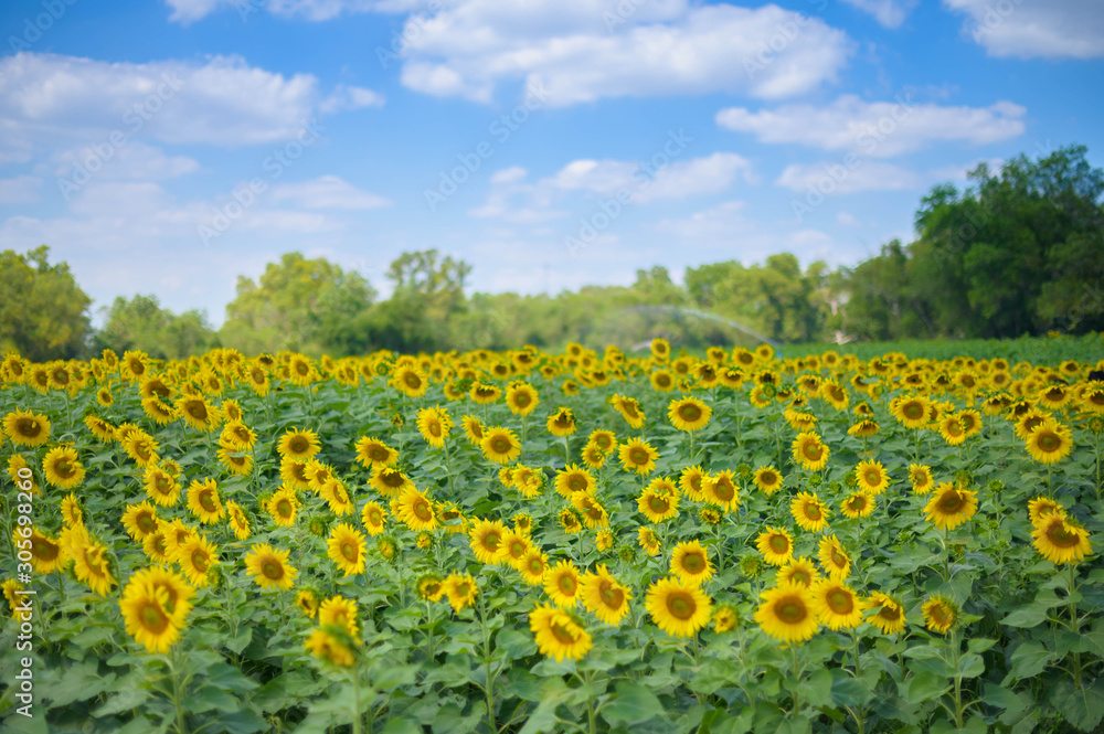 sunflower in a field of sunflowers under a blue sky
