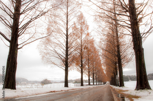 Winter metasequoia row of trees