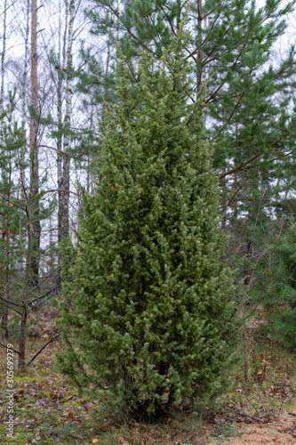 Fototapeta Naklejka Na Ścianę i Meble -  beautiful spruce in the autumn forest