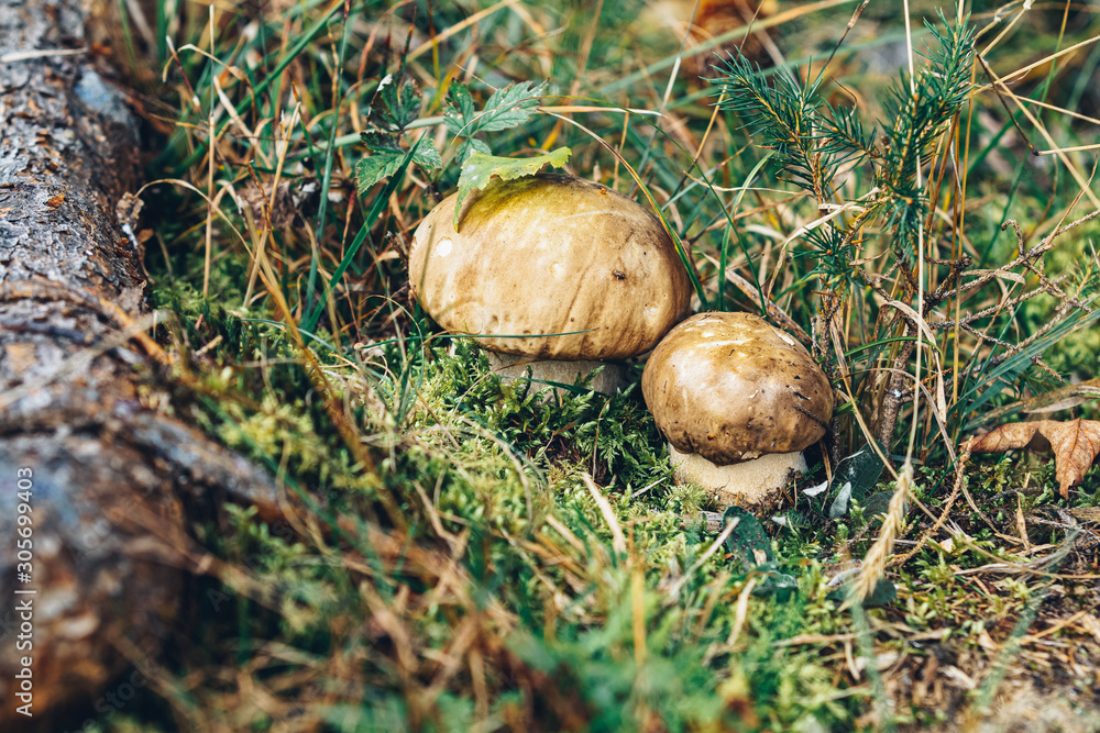 Autumn forest mushrooms scene. Mushrooms cut in the woods. Mushroom boletus edulis. Popular white Boletus mushrooms in forest Autumn forest mushrooms scene. Mushrooms cut in the woods. Mushroom boletus edulis. Popular white Boletus mushrooms in forest