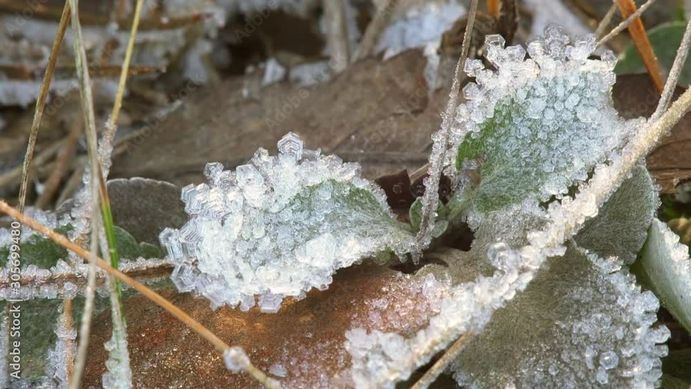 Leaves and dry grass covered with hoarfrost crystals close-up. Smooth movement. Leaves and dry grass covered with hoarfrost crystals close-up. Smooth movement.