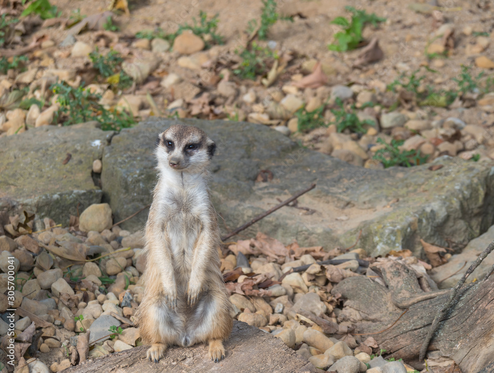 Fototapeta premium Close up standing meerkat or suricate, Suricata suricatta looking up, selective focus, copy space for text