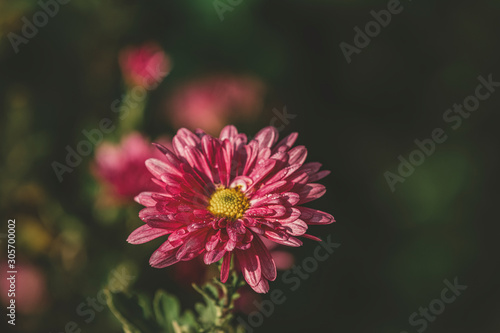 Beautiful pink violet chrysanthemum with water drops in the garden. Sunny day, shall depth of the field. Floral background.