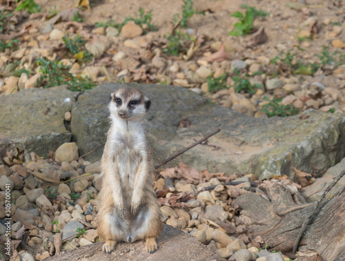 Wallpaper Mural Close up standing meerkat or suricate, Suricata suricatta looking up, selective focus, copy space for text Torontodigital.ca