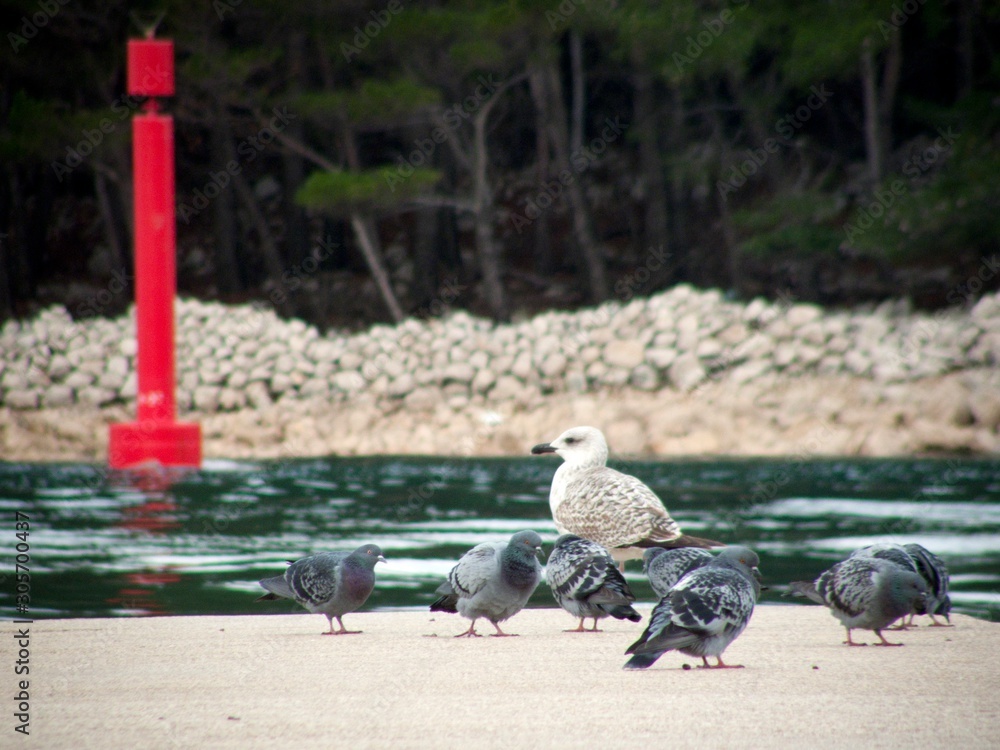 Fototapeta premium gull