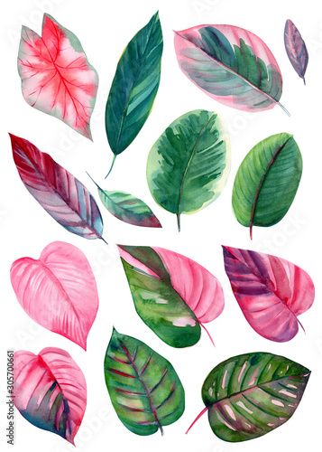 set of leaves on isolated white background  watercolor illustration  pink and green leaves of tropical plants  rose-painted calathea  Caladium Plants