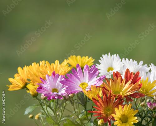 Border of close up colorful fall mums Chrysanthemums or chrysanths flowers on a green bokeh background  selective focus  copy space