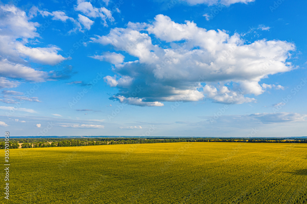 Obraz premium Aerial Flying over Blooming yellow sunflowers field with blue cloudless sky. Sunflowers field under blue sky with white fluffy clouds. Wonderful drone photo for ecological concept