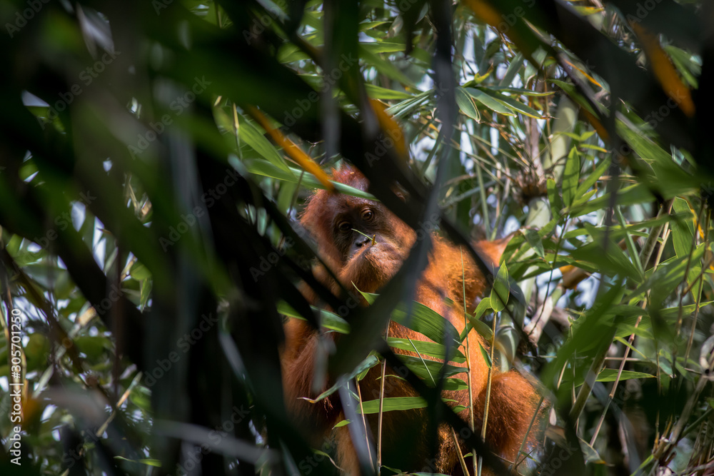 Obraz premium Orangutan in Trees Eating 