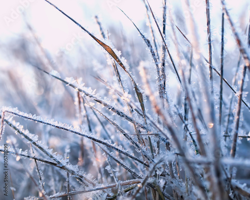beautiful natural background with grass covered with transparent ice crystals and frost shiny in the morning sun © nataba