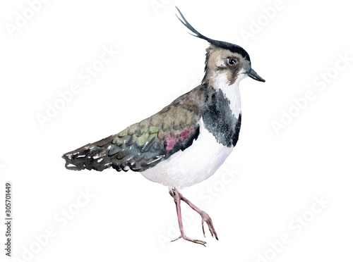 watercolor drawing of a bird - lapwing with crest photo