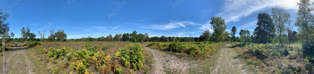 Summer walk