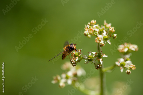 Makroaufnahme Schwebfliege auf Blüte © Sebastian