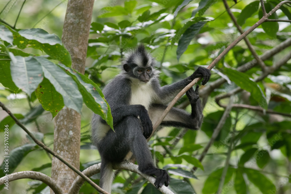Thomas Leaf Monkey in Tree Thomas Leaf Monkey in Tree