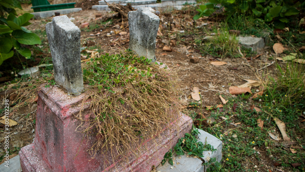 Wild grass with fibrous roots growing on a grave gravestone Wild grass with fibrous roots growing on a grave gravestone