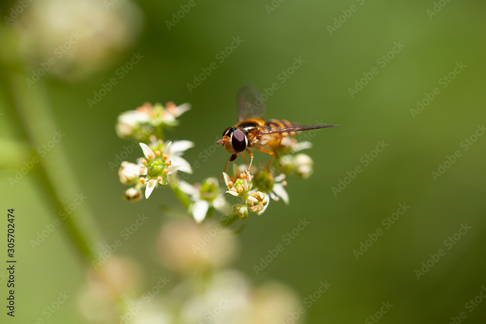 Makroaufnahme Schwebfliege auf Blüte Makroaufnahme Schwebfliege auf Blüte