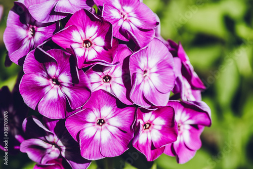 Blooming purple phlox in the garden. Shallow depth of field. © maxandrew