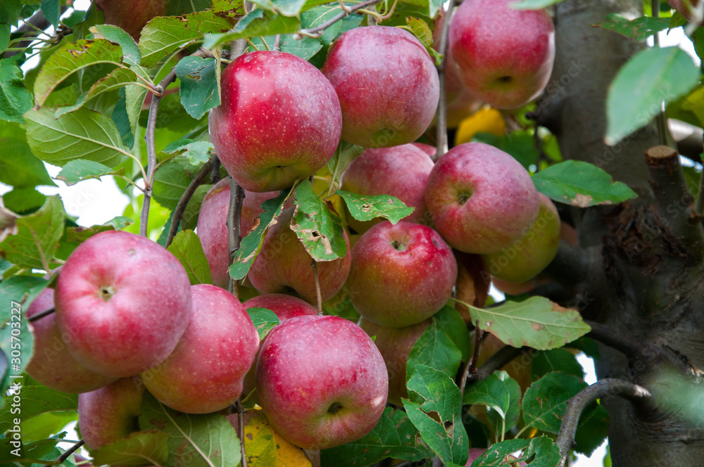 Ripe fresh red apples grow on the branches. Apple garden Ripe fresh red apples grow on the branches. Apple garden