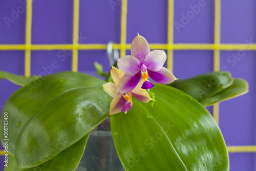 Beautiful rare orchid in pot on blue background photo