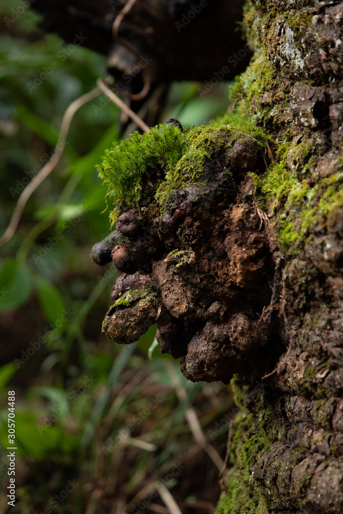 Magic Forest: Suggestive bulge on a tree trunk like elves. Magic Forest: Suggestive bulge on a tree trunk like elves.