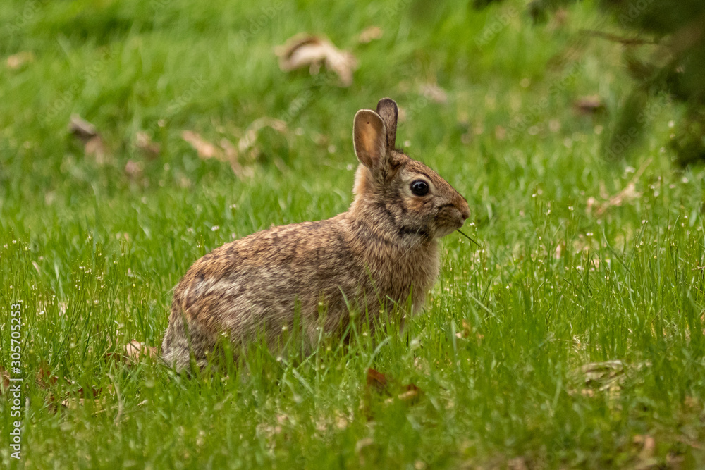Fototapeta premium A wild, brown rabbit browses near shrubbery on a spring day.