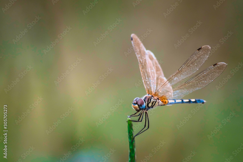 Dragonfly hold on dry branches and copy space .Dragonfly in the nature. Dragonfly in the nature habitat. Beautiful nature scene with dragonfly outdoor.a background wallpaper.The concept for writing