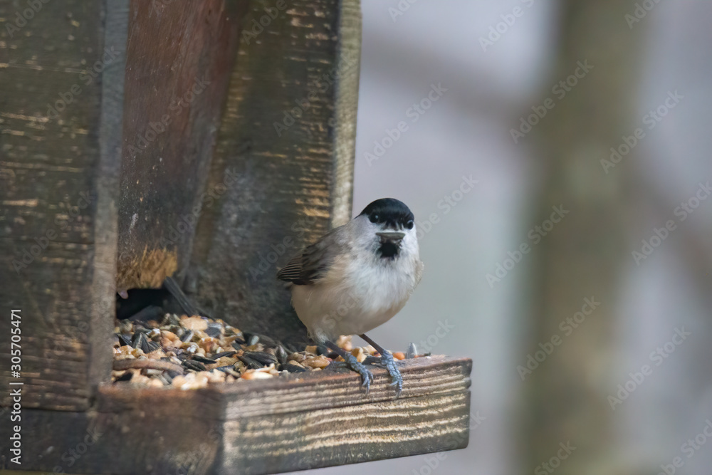 Fototapeta premium Swamp tit in the forest